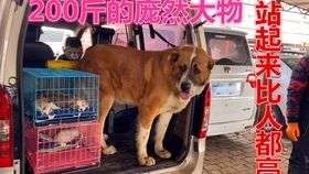 环卫踢到宠物狗怎么办啊