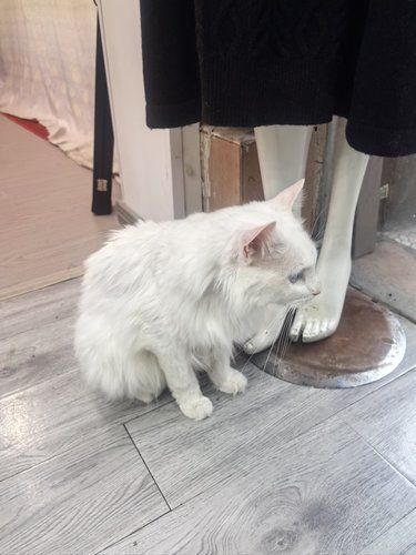 猫猫洗澡