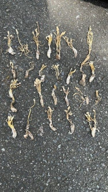 成都青龙湖打野的一天