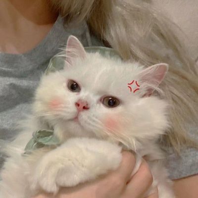 抱着猫的女生头像