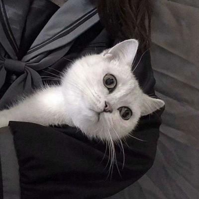 抱着猫的女生头像