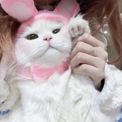 抱着猫的女生头像
