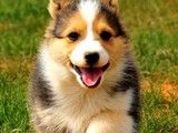 天津本地犬舍 出售罗威纳 高品种狗狗 可视频看宠