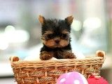 天津本地犬舍 出售萨摩耶 幼犬出售 上门挑选 健康保障