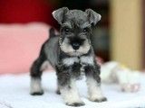 天津哪里有狗狗幼犬出售 全国可发货 健康保障