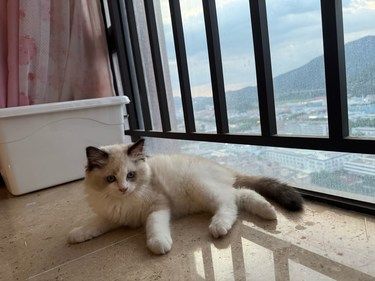 猫咪的零食可以来爱德茂噢不踩雷