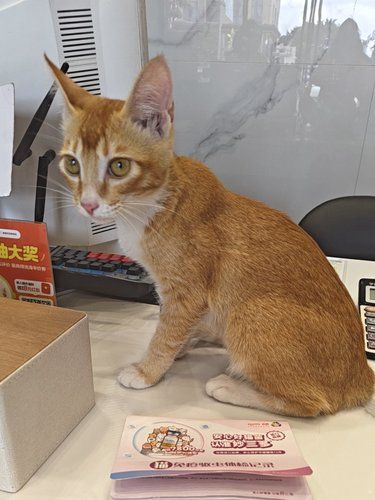 爱德茂宠物医院猫咪疫苗