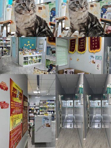 带缅因“大块头”打卡八公宠物医院，林医生的温