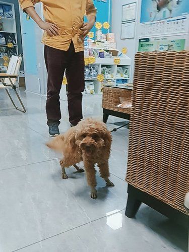 咖啡疫苗体验的一天