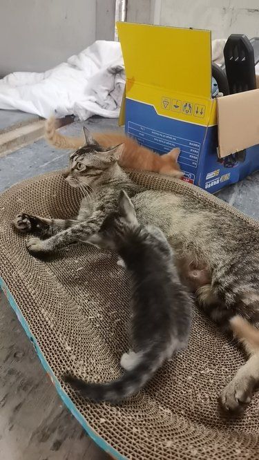 猫咪看病日记～