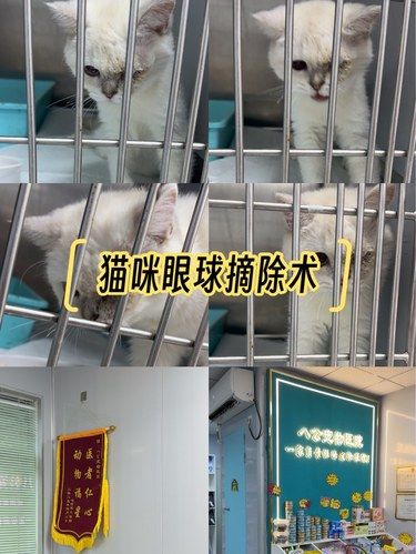 从绝望到新生！流浪猫眼球摘除记与感恩