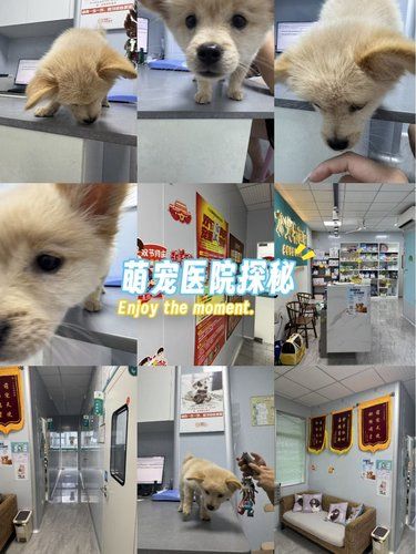 小狗团子疫苗初体验！八公宠物医院林医生超暖心