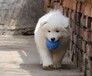 佛山哪里买纯种萨摩耶幼犬佛山萨摩耶犬多少钱雅馨宠物