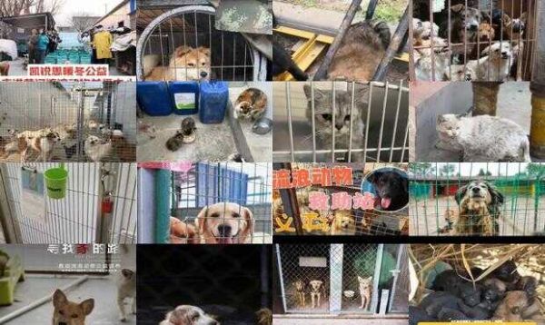 天津流浪动物收容中心电话