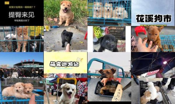 赶集宠物狗网在哪