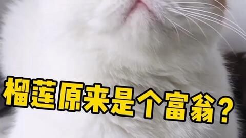 富人怎么养宠物猫