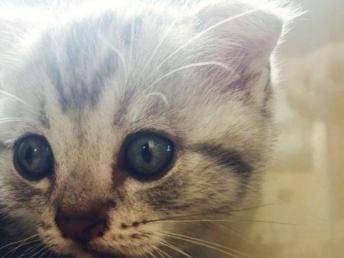 在家园怎么养宠物猫