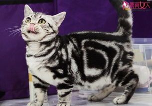 在美国怎么养宠物猫