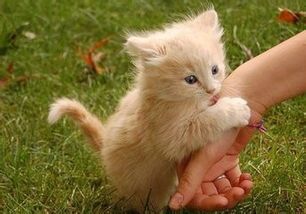 读书怎么养宠物猫好