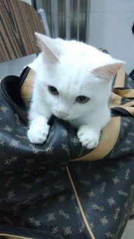 男生寝室怎么养宠物猫