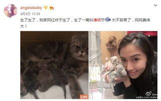 有三个娃怎么养宠物猫