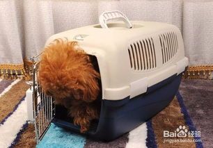 怎么靠养宠物猫赚钱