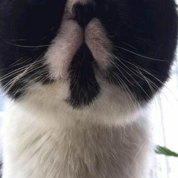 墨尔本怎么养宠物猫的人