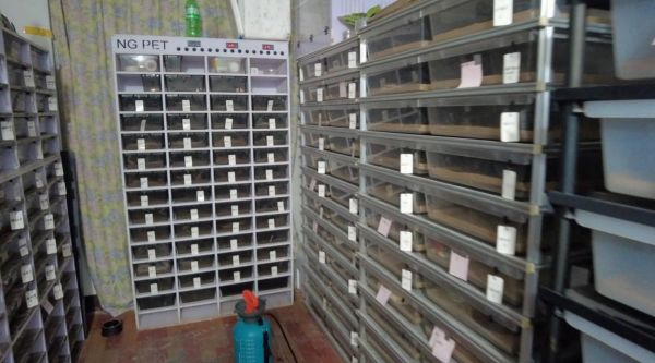 繁殖销售300余条蟒蛇 多人被判刑