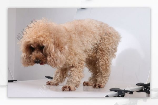 宠物狗狗泰迪犬可爱图片