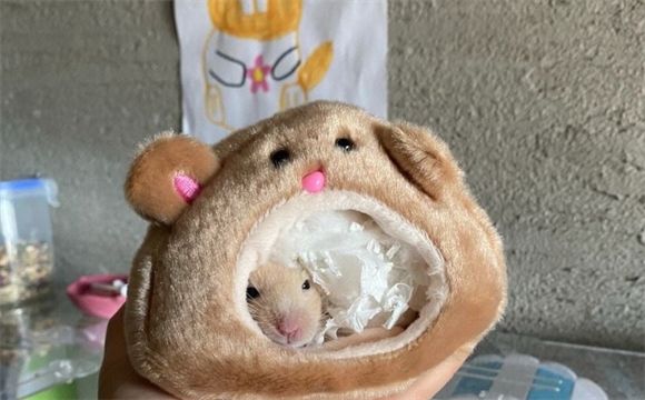 仓鼠常见病菌揭秘！5种致命病毒你家可能有