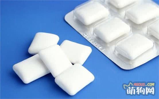 家有有宠物——5种危险食品篇（不要再因为狗狗吃这些造成死亡）