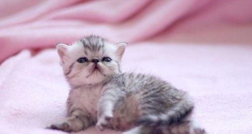 小猫便秘不可小觑，可能致命（宠物爱护必知）