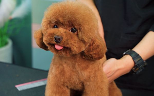 给棕色泰迪犬剪毛,活体毛绒玩具就是这样诞生的~!