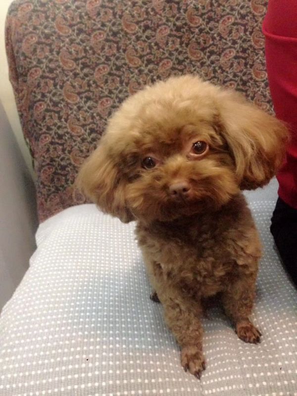 网友@羽伶爱贝贝 求助:自家的棕色小泰迪犬名字叫贝贝,8岁了男孩|贝贝