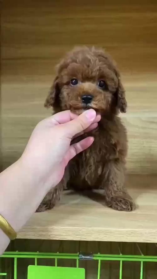 棕色泰迪犬幼犬狗狗纯种宠物领养