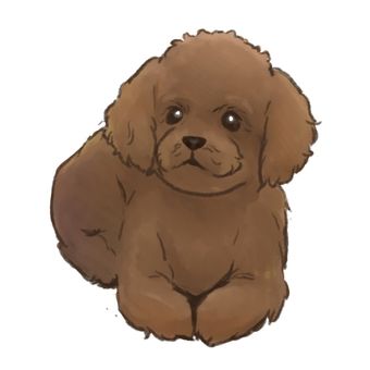 狗_玩具贵宾犬
