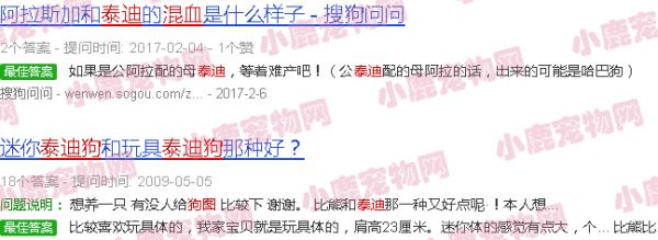混血泰迪狗图片