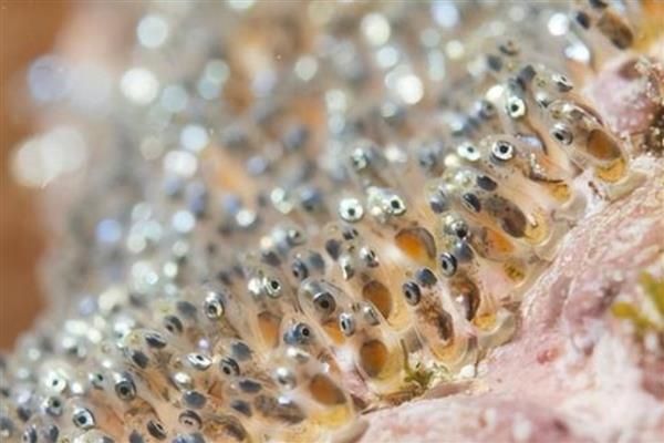 鱼什么时候繁殖，亚热带和温带鱼类常在春夏季节产卵