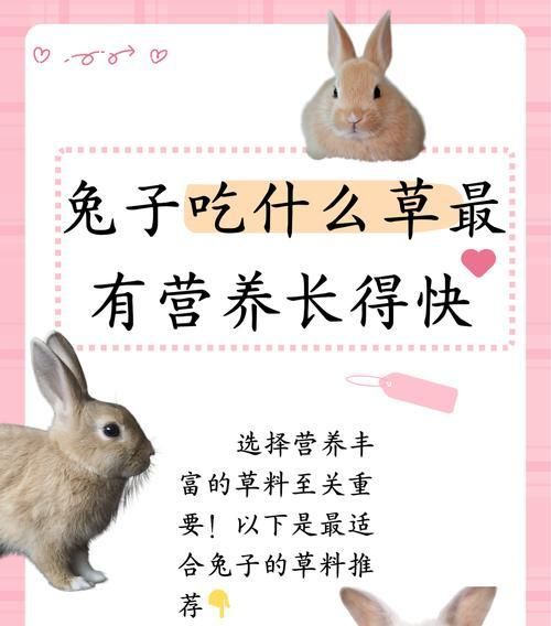 兔子的饮食乐园——树叶的美食盛宴（探索兔子喜欢吃的树叶种类与特点）