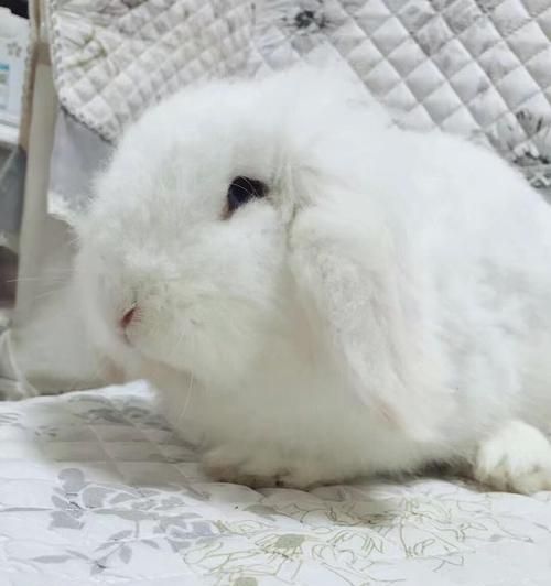 白色蓝眼垂耳兔品种特点及养殖方法探析（解锁迷人兔宠魅力，掌握白色蓝眼垂耳兔的养殖技巧）
