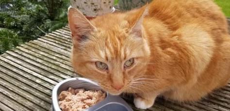 猫咪换猫粮，正确的方法和注意事项（从宠物健康和口感出发）