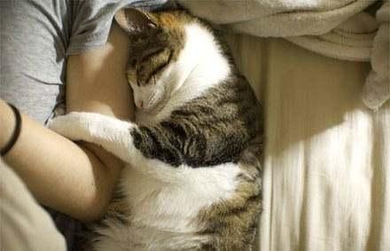 猫咪会员,享受特权?你确定不了解一下?