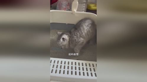 你家的猫咪是哪种呢
