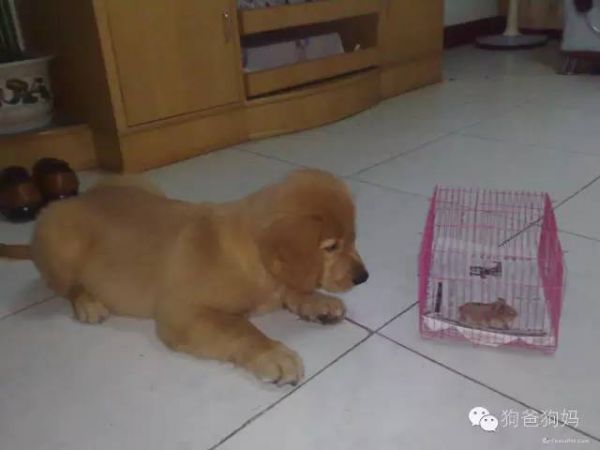 犬常用的驱虫药有哪些？怎样选用？ 狗狗驱虫药什么牌子便宜又好用？