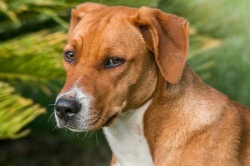 犬常用的驱虫药有哪些？怎样选用？ 狗狗驱虫药什么牌子便宜又好用？