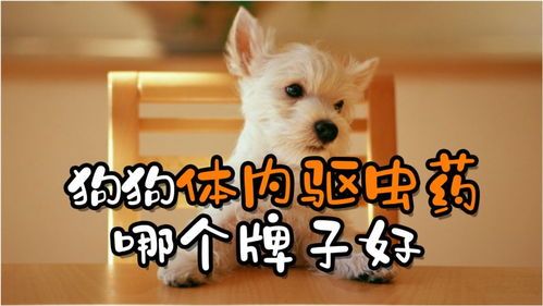 犬常用的驱虫药有哪些？怎样选用？ 狗狗驱虫药什么牌子便宜又好用？
