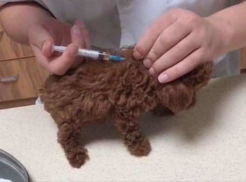 狗狗月龄食谱指南