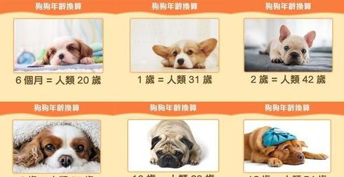 狗狗月龄食谱指南