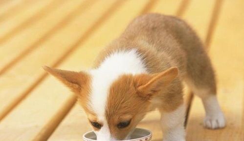 狗狗运动后多长时间适合进食?