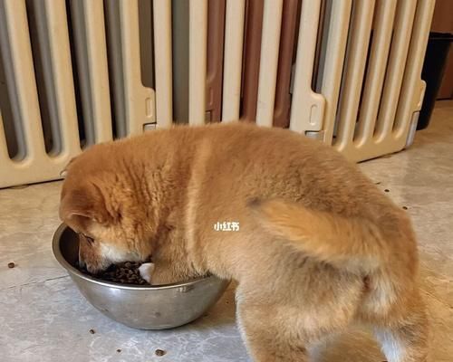 狗狗运动后多久可以吃饭？（正确的饮食时间对狗狗健康至关重要！）